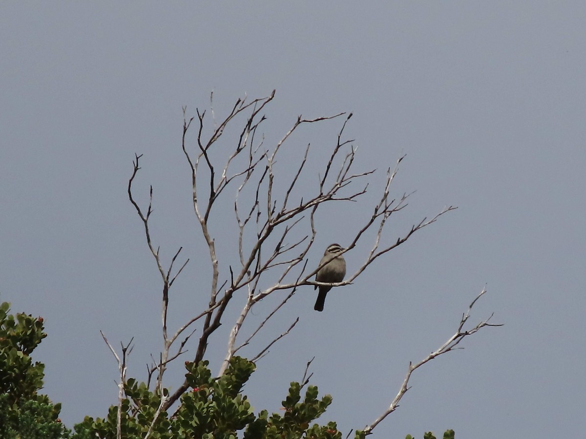 Cape Bunting - ML626486242
