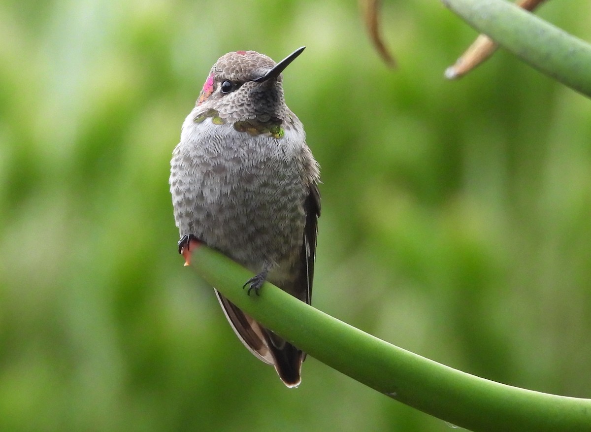 Anna's Hummingbird - ML626486283