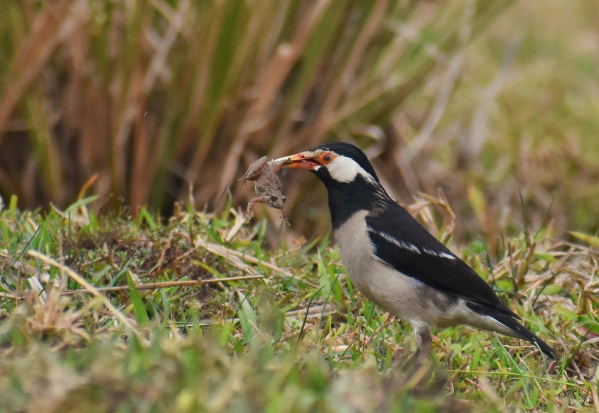 Indian Pied Starling - ML626486302