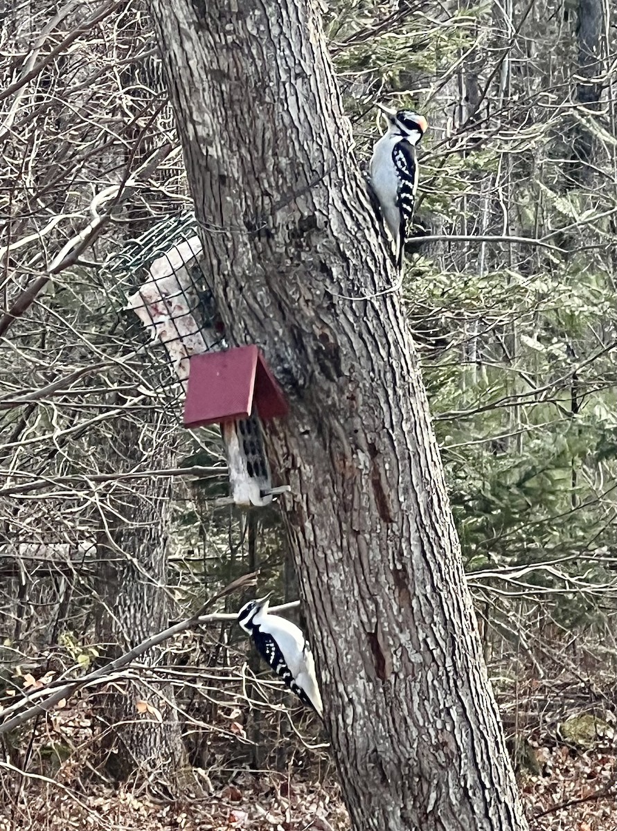 Hairy Woodpecker (Eastern) - ML626486321