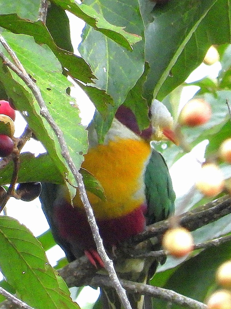 Yellow-breasted Fruit-Dove - ML626486339