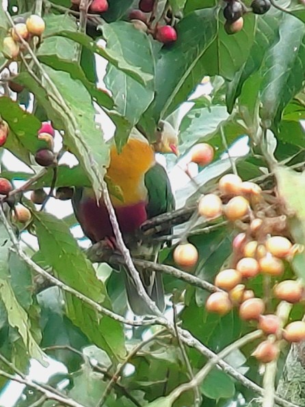 Yellow-breasted Fruit-Dove - ML626486340