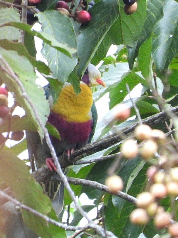 Yellow-breasted Fruit-Dove - ML626486341