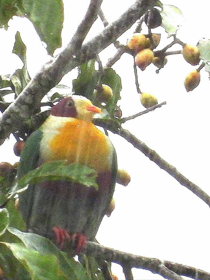 Yellow-breasted Fruit-Dove - ML626486342