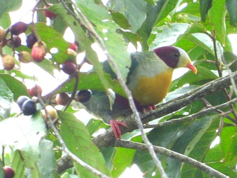 Yellow-breasted Fruit-Dove - ML626486343