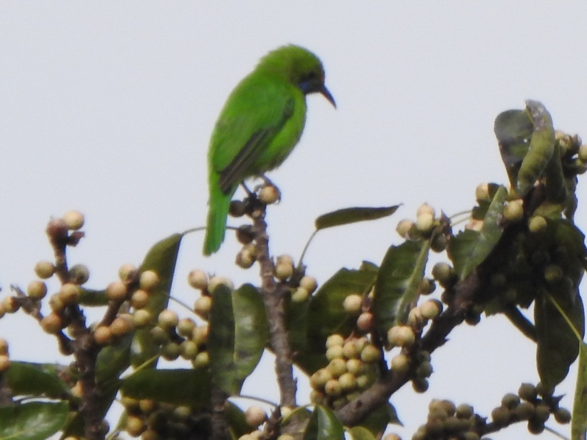 Golden-fronted Leafbird - ML626486397