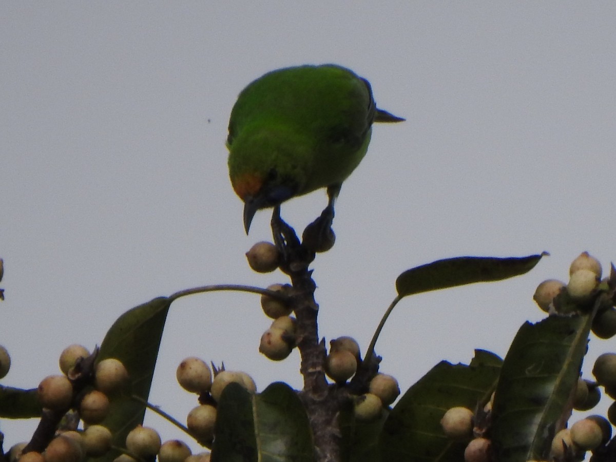 Golden-fronted Leafbird - ML626486398