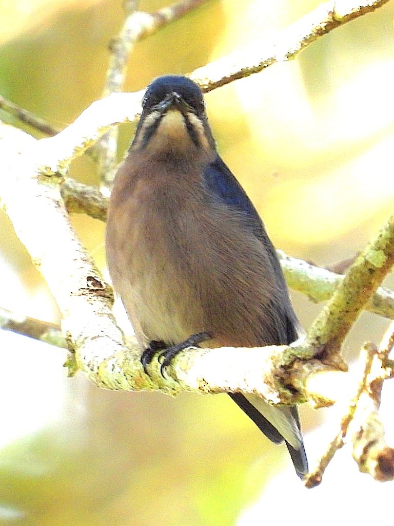 Whiskered Flowerpecker - ML626486400