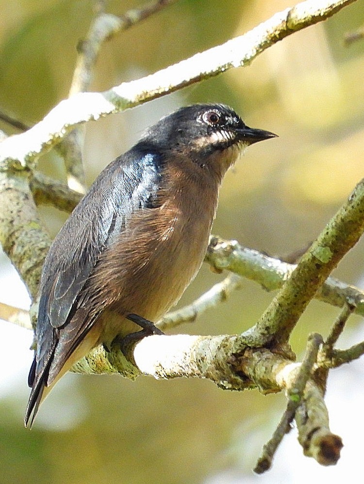 Whiskered Flowerpecker - ML626486401