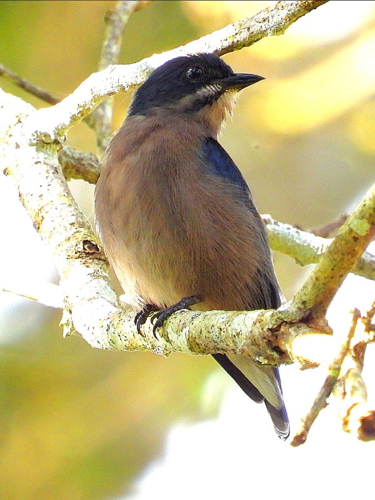 Whiskered Flowerpecker - ML626486403