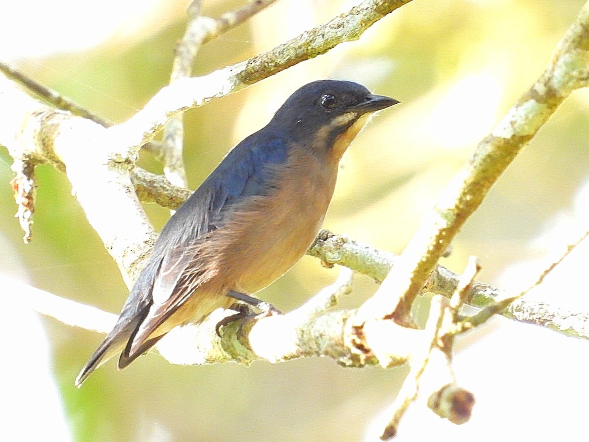 Whiskered Flowerpecker - ML626486404