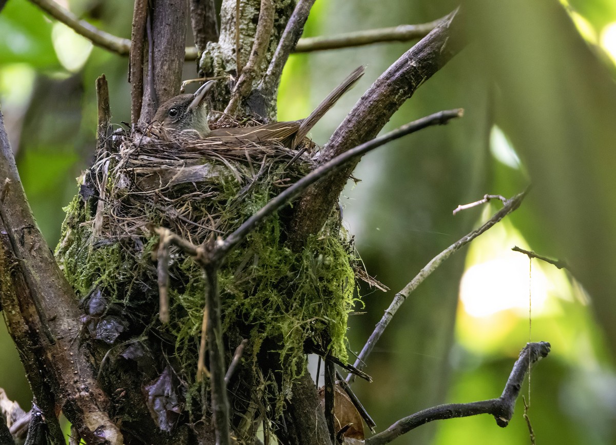 Fiji Shrikebill - ML626486418