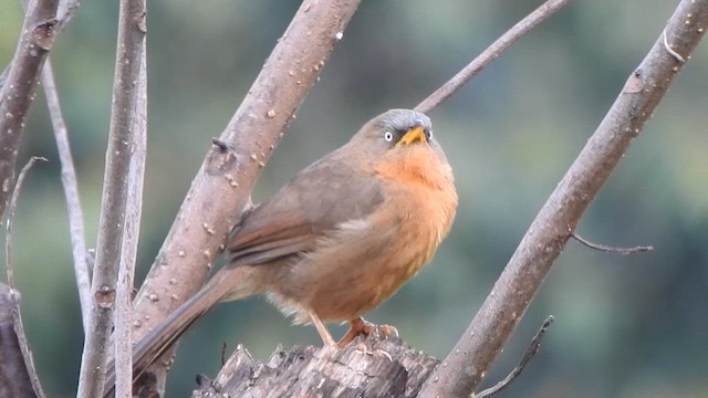 Rufous Babbler - ML626486486