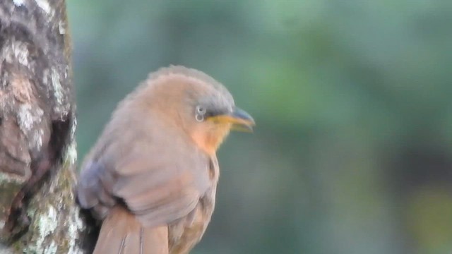 Rufous Babbler - ML626486487