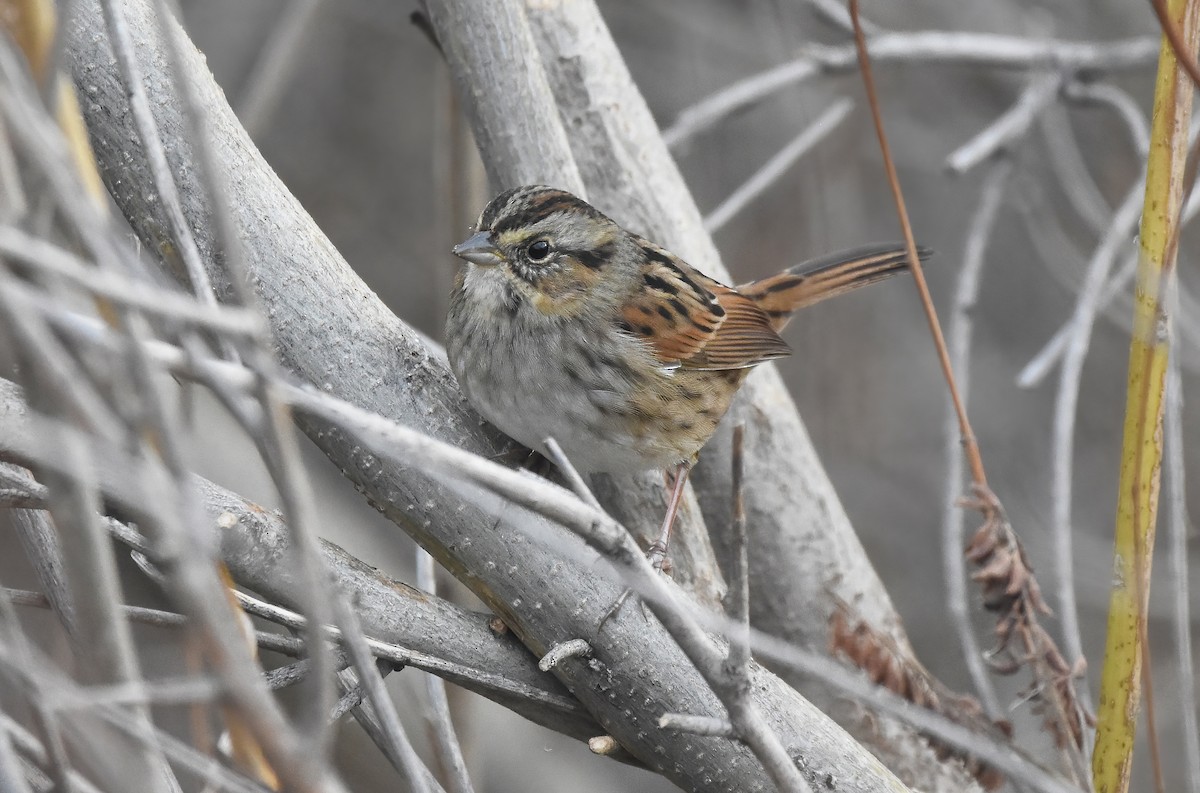 Swamp Sparrow - Christopher Lindsey