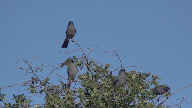 Mexican Jay - ML626486701