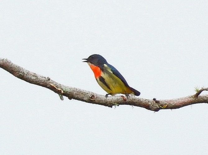 Fire-throated Flowerpecker - ML626486798