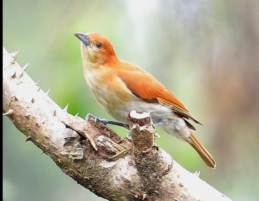 Cinnamon Ibon - ML626486818