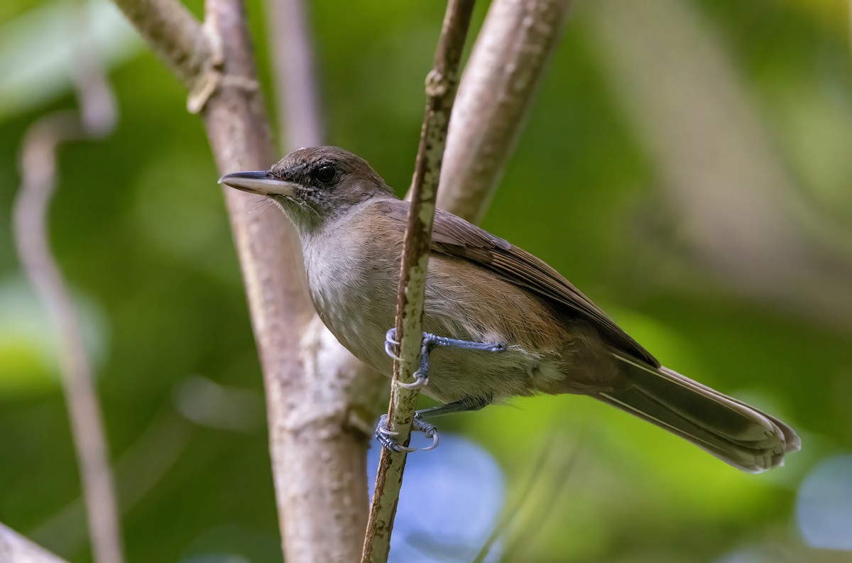 Fiji Shrikebill - ML626486830