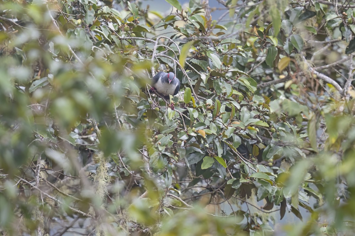 Papuan Mountain-Pigeon - ML626486869