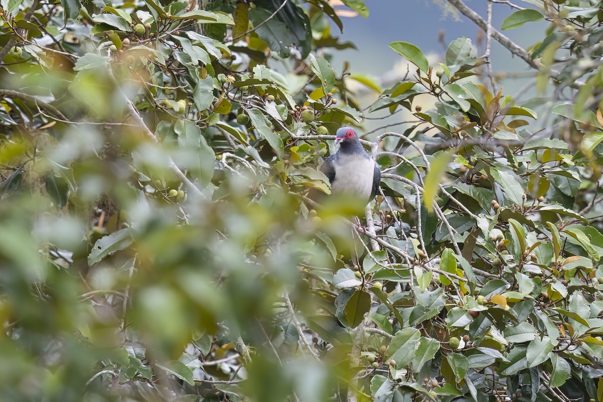 Papuan Mountain-Pigeon - ML626486870