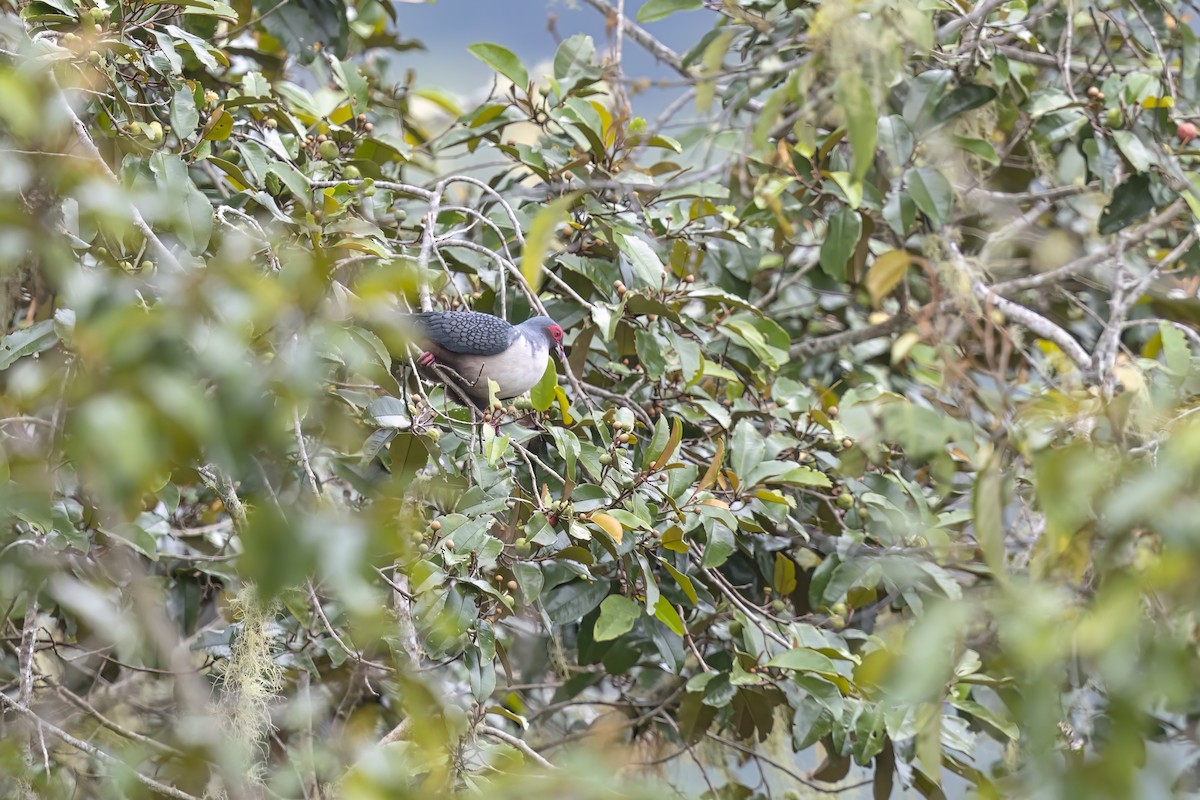 Papuan Mountain-Pigeon - ML626486871
