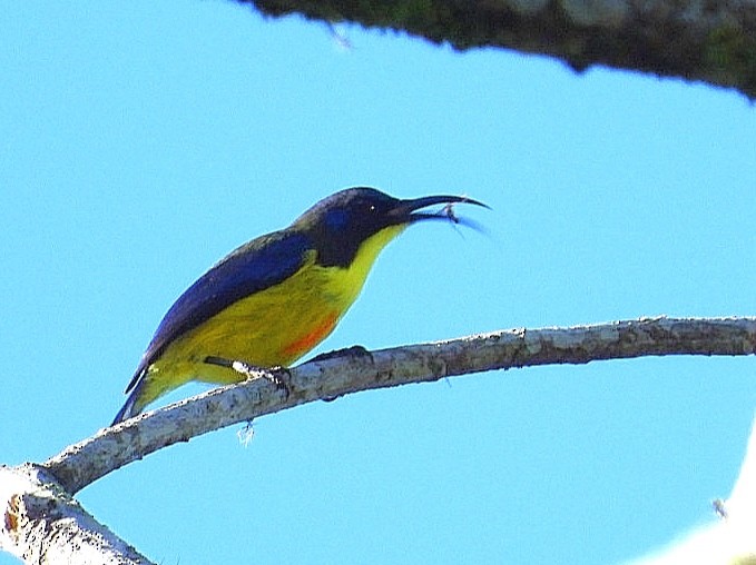Lina's Sunbird - ML626487018