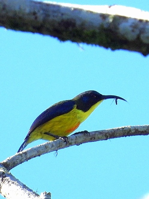 Lina's Sunbird - ML626487019
