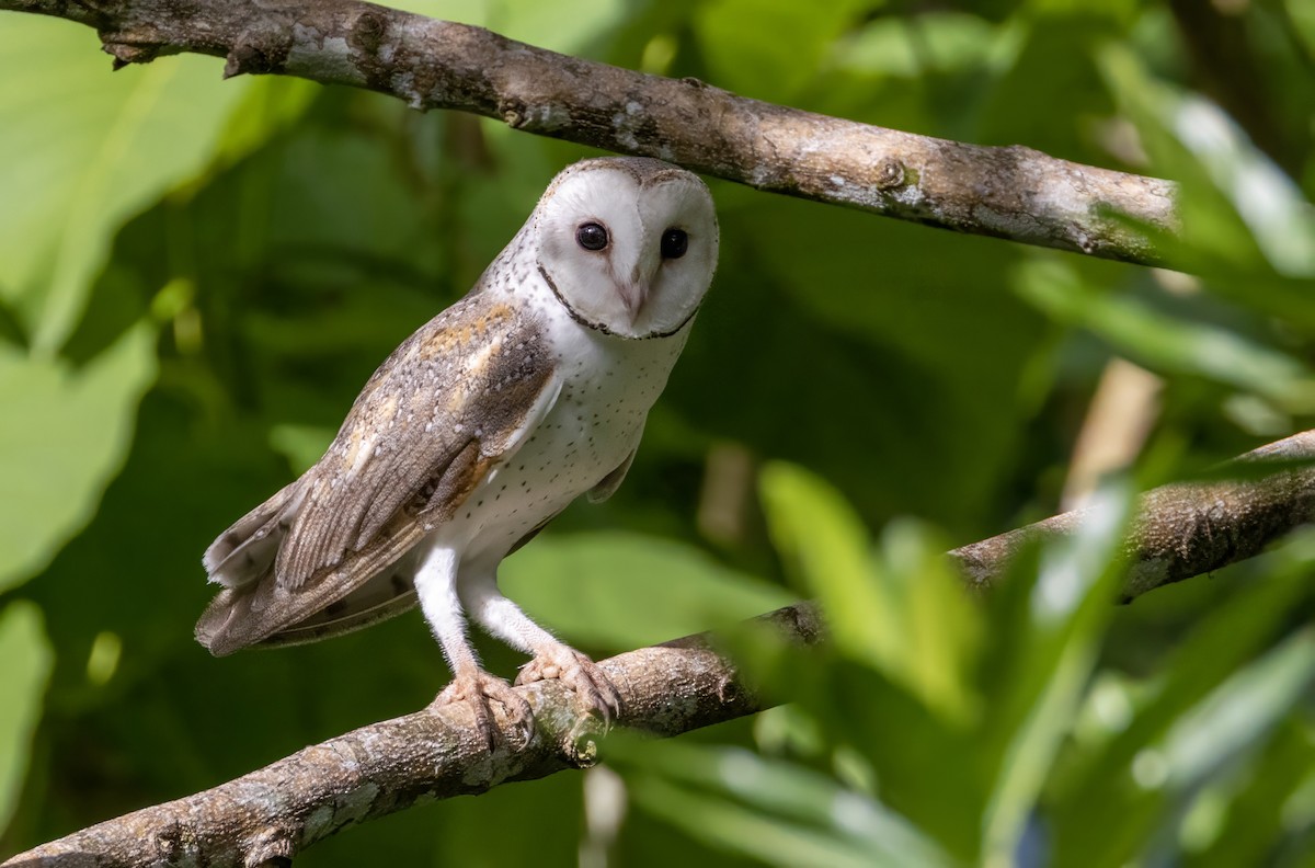 Eastern Barn Owl (Eastern) - ML626487098