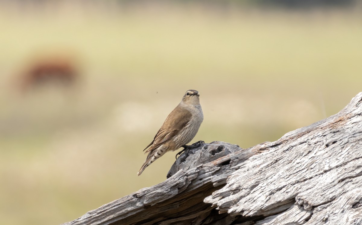 Brown Treecreeper - ML626487138