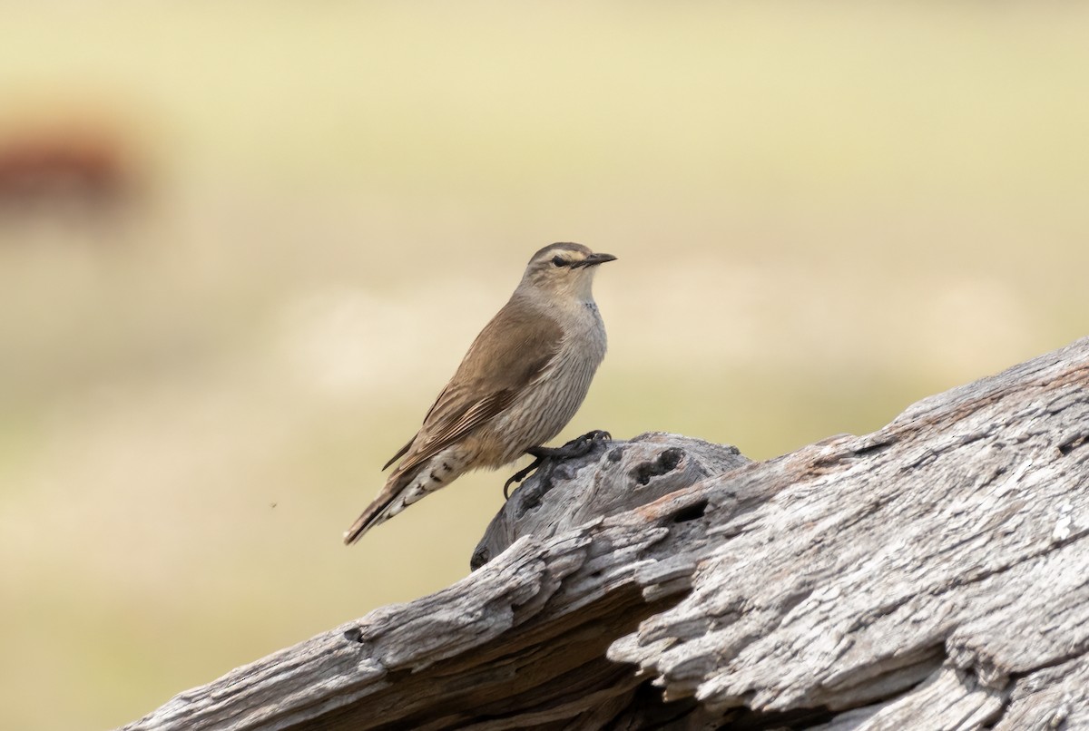Brown Treecreeper - ML626487139