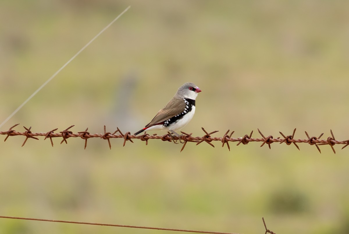Diamond Firetail - ML626487148