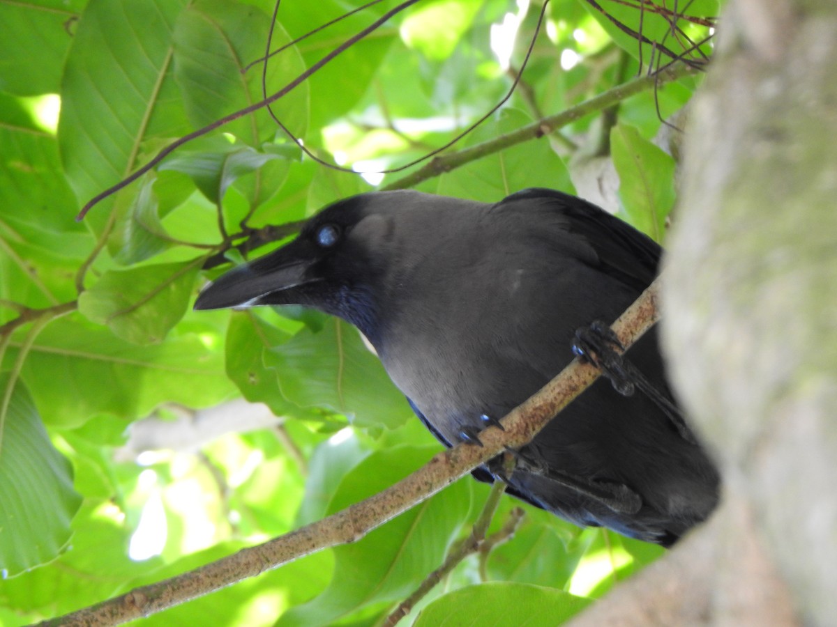 House Crow - ML626487170