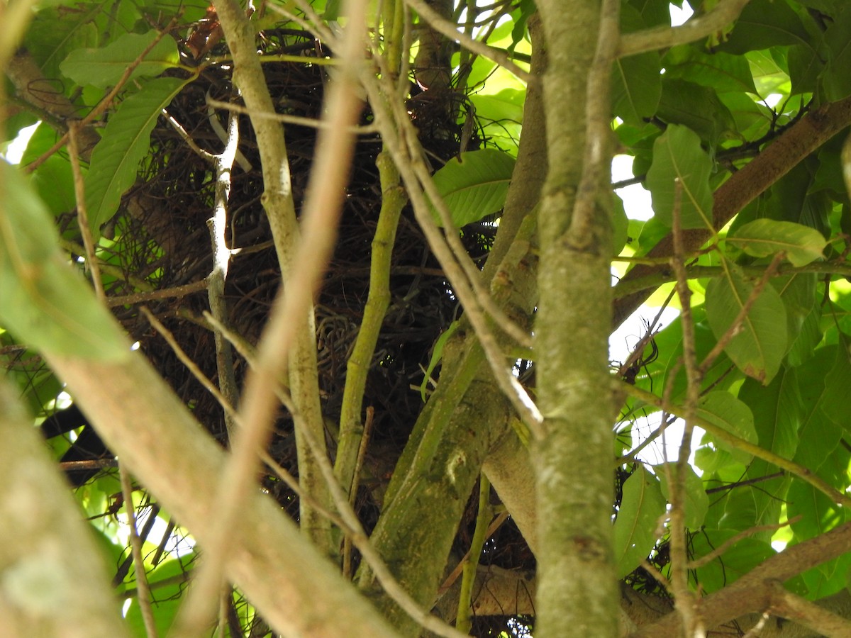 House Crow - ML626487171