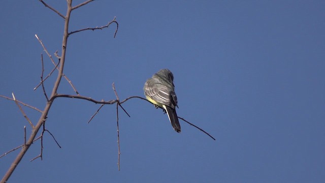 Western Kingbird - ML626487185