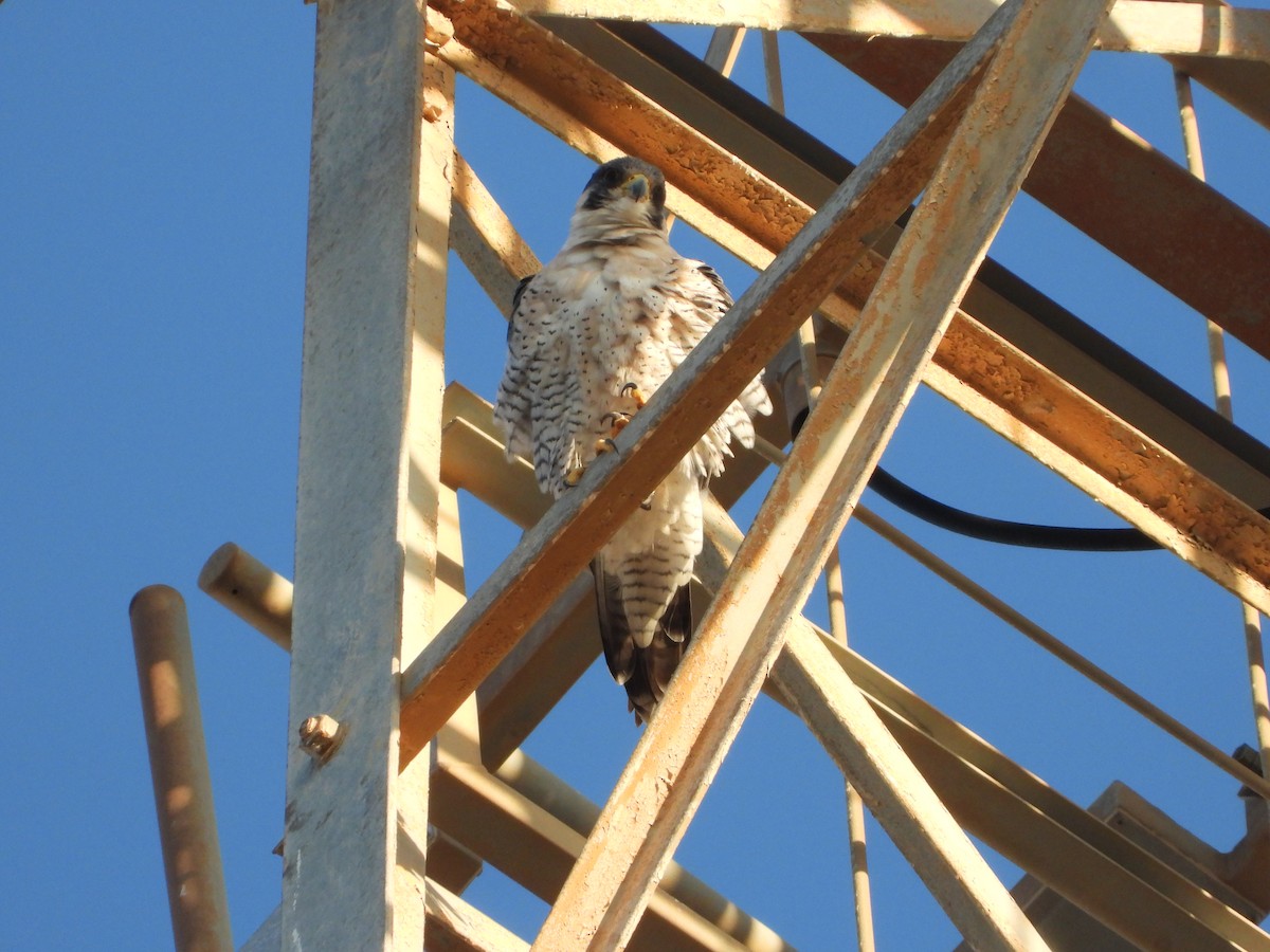 Peregrine Falcon - ML626487353