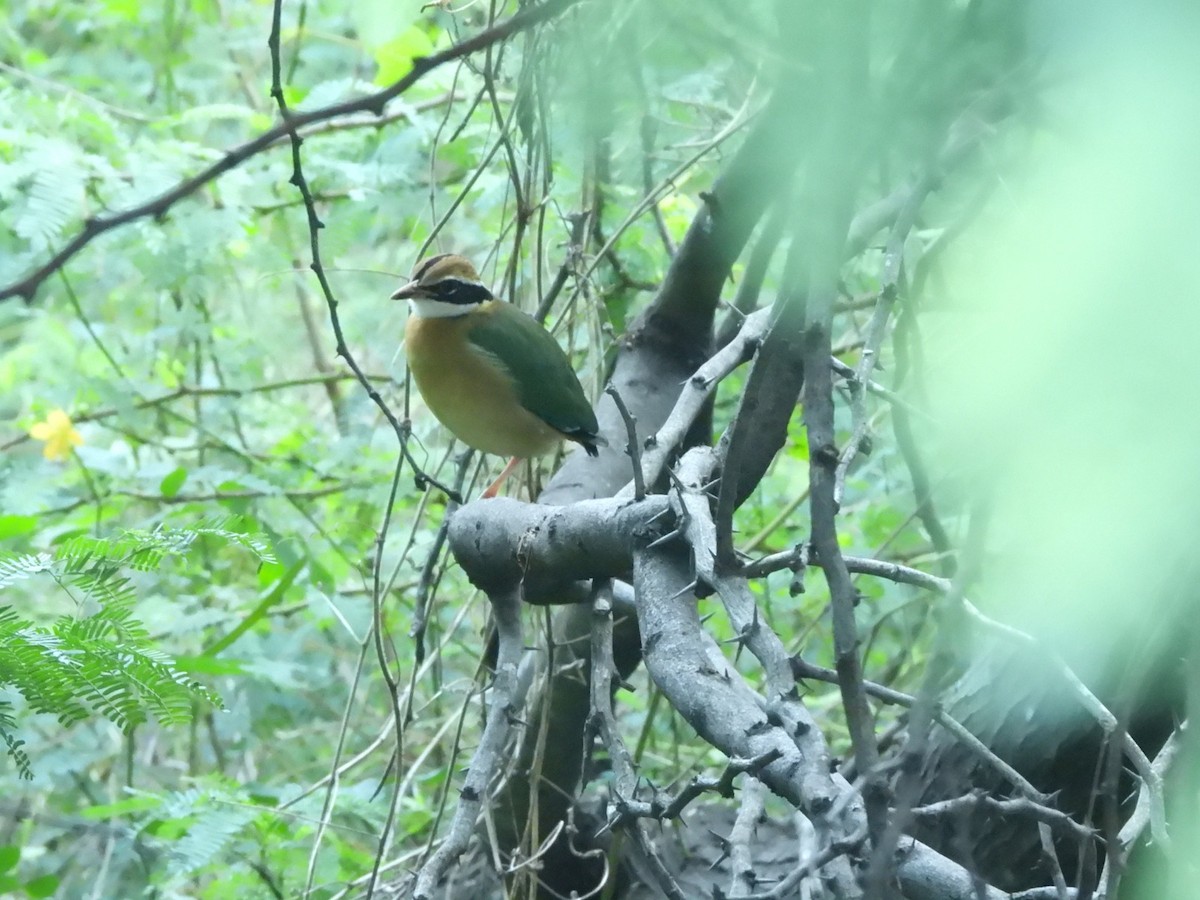 Indian Pitta - ML626487369