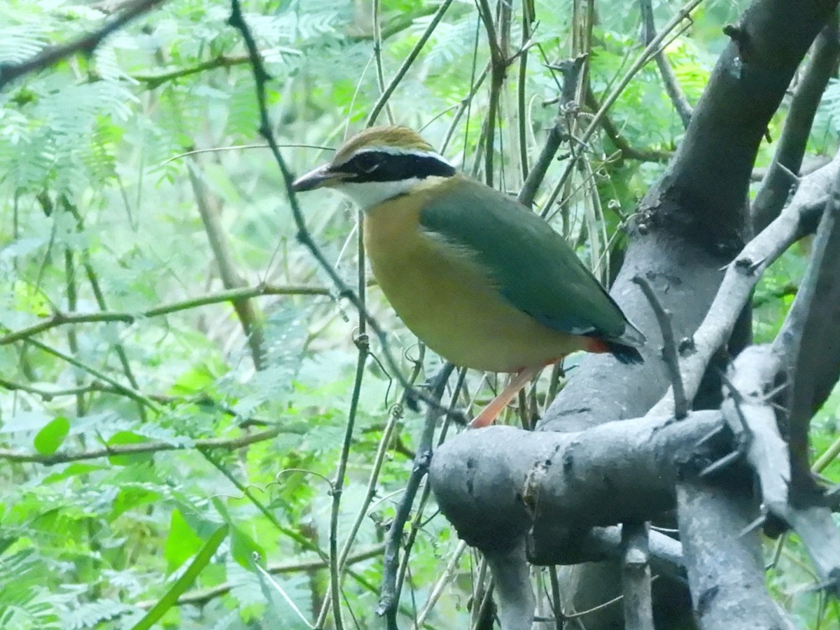 Indian Pitta - ML626487370