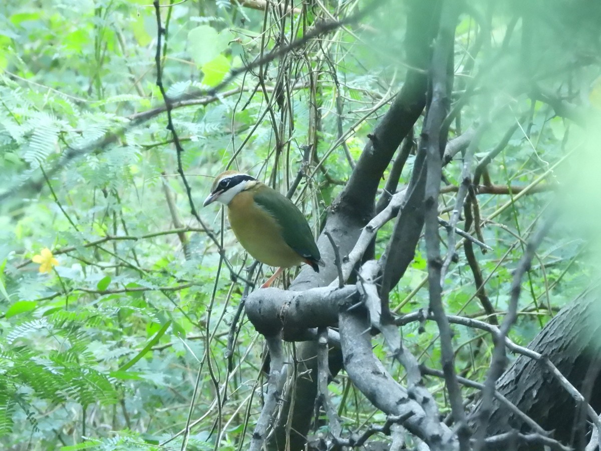 Indian Pitta - ML626487371