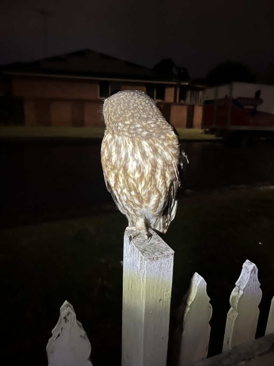 Australian Boobook - ML626487382