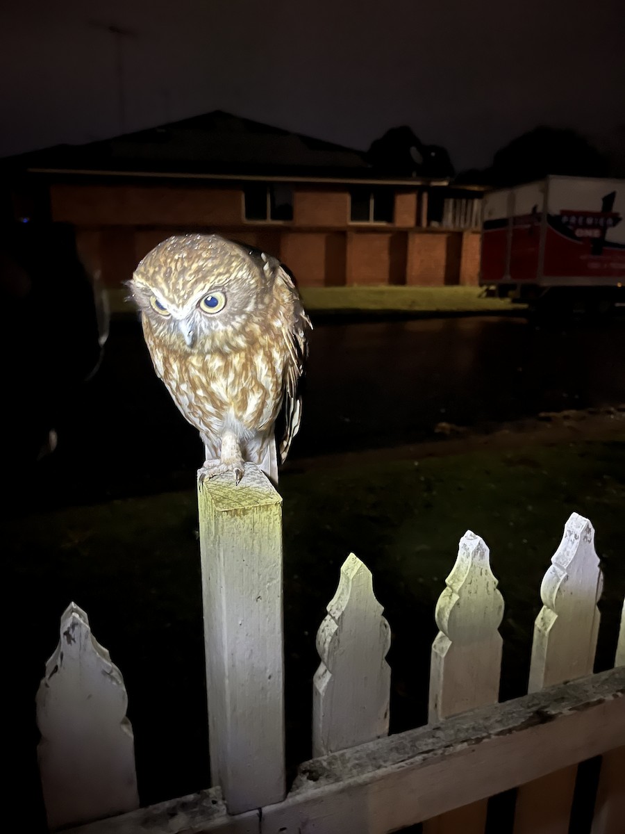 Australian Boobook - ML626487383