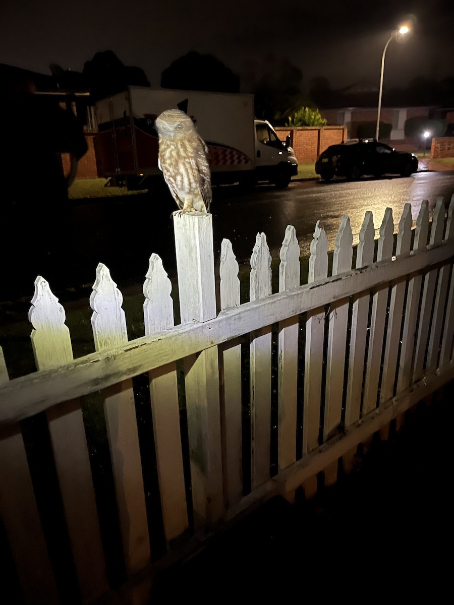 Australian Boobook - ML626487384