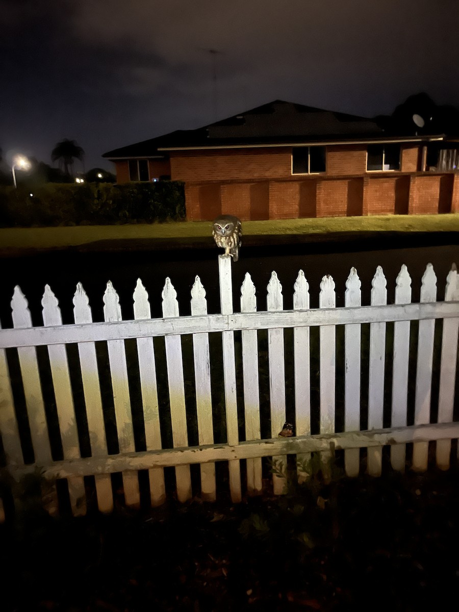 Australian Boobook - ML626487385