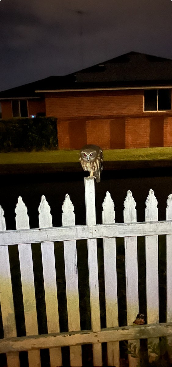 Australian Boobook - ML626487386