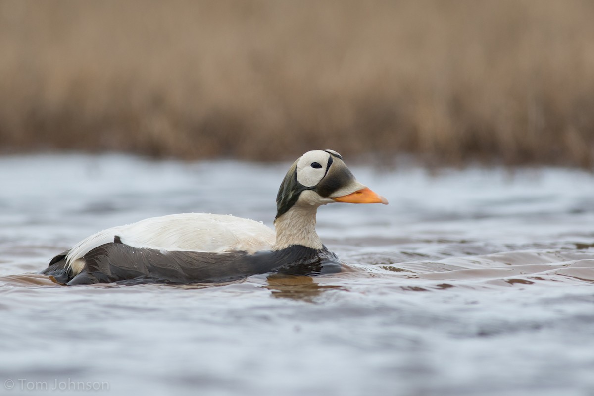 Spectacled Eider - ML62648741