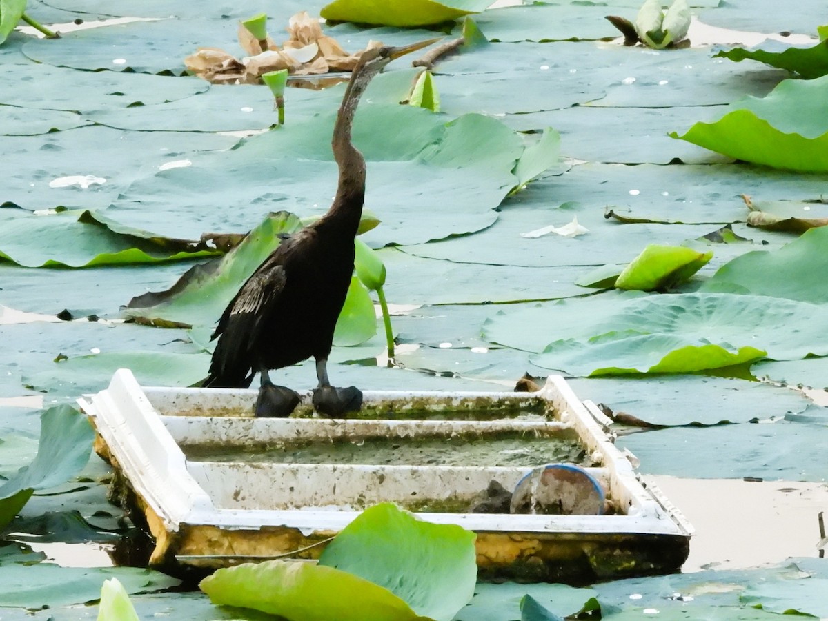 Oriental Darter - ML626487446