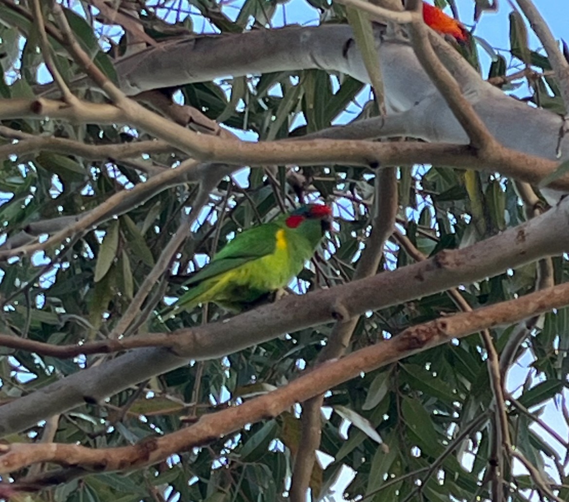 Musk Lorikeet - ML626487458