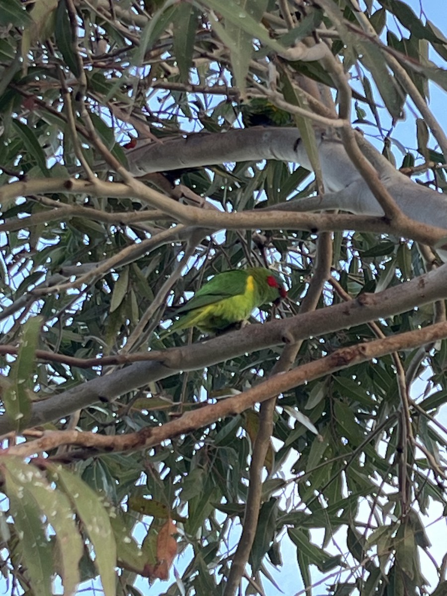 Musk Lorikeet - ML626487459