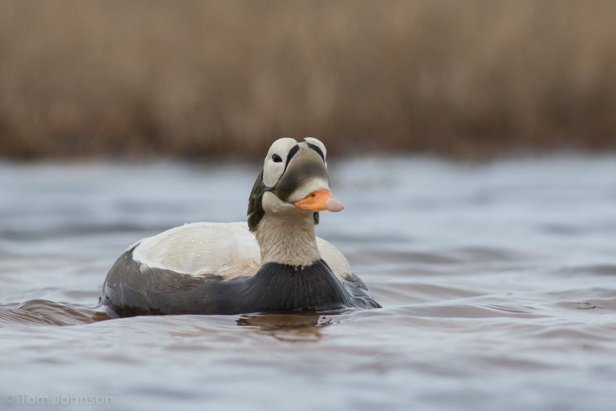 Spectacled Eider - Tom Johnson