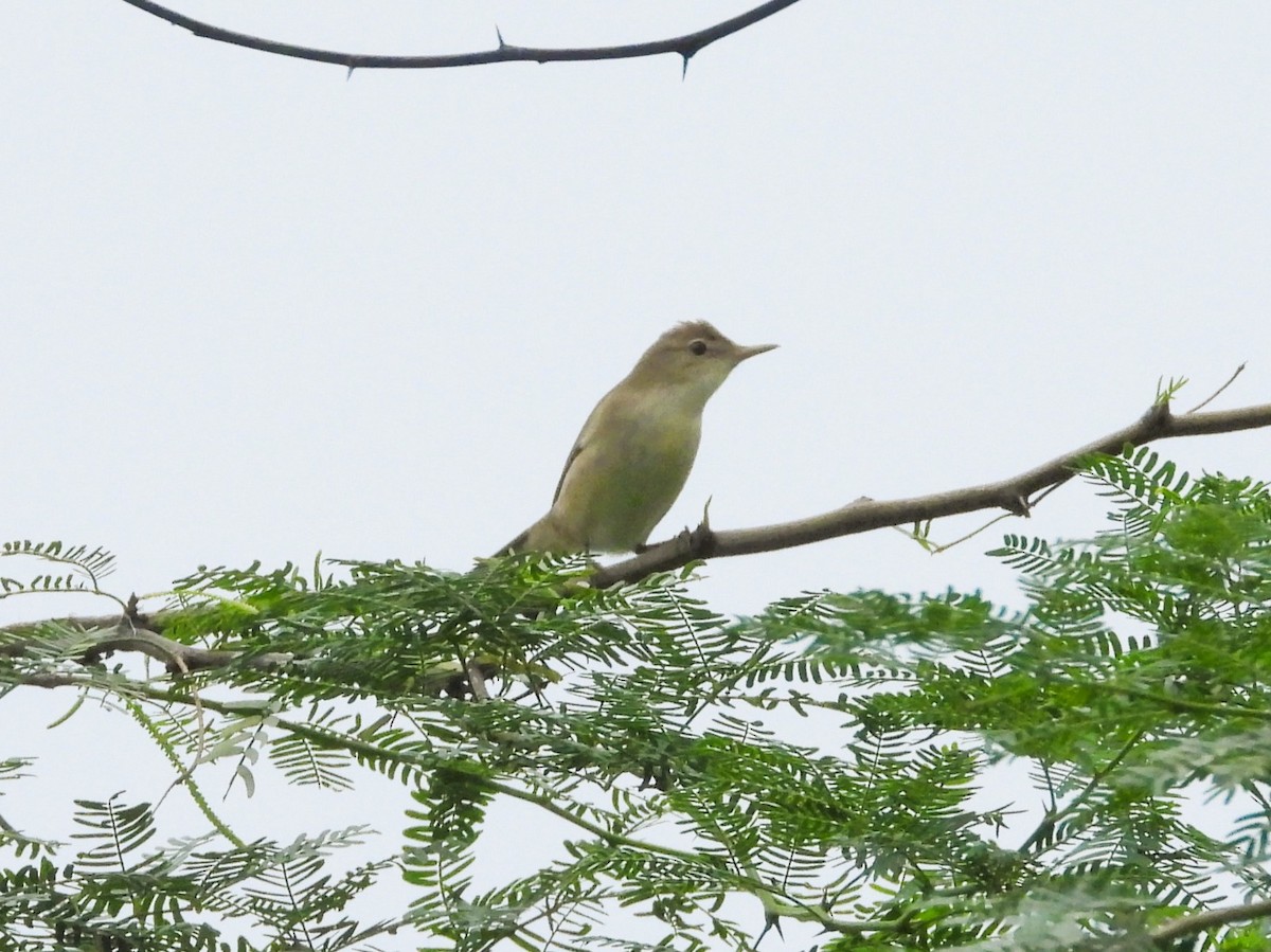 Sykes's Warbler - ML626487531